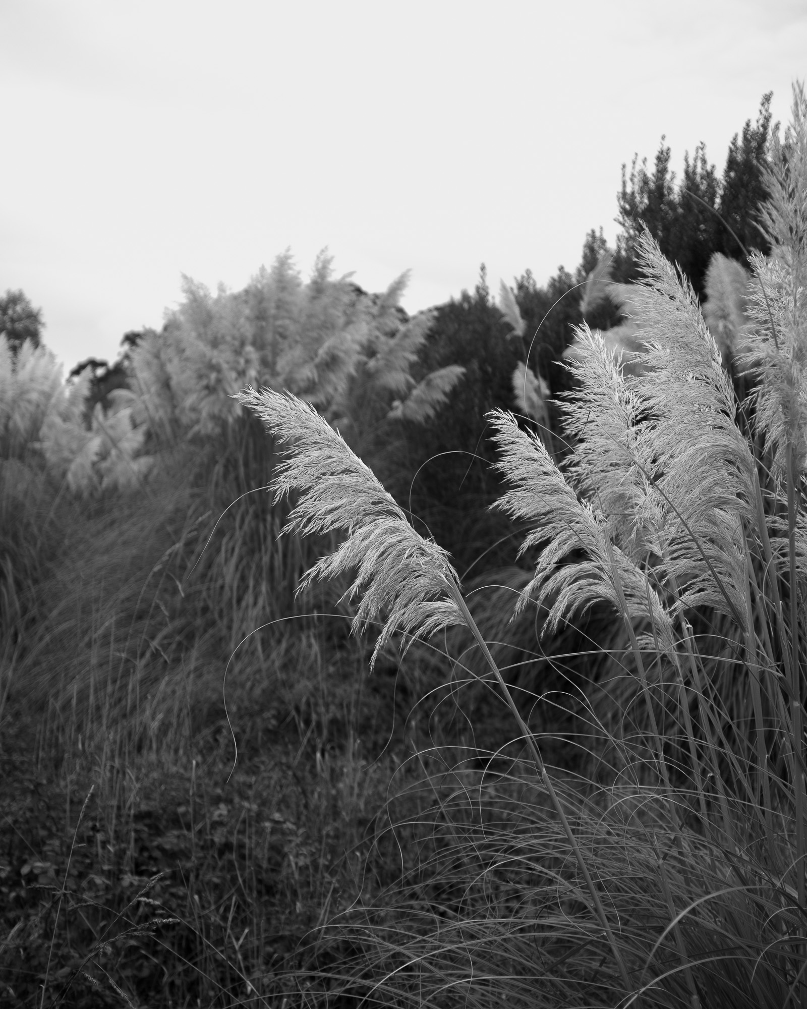 O que canto, aínda resiste 04