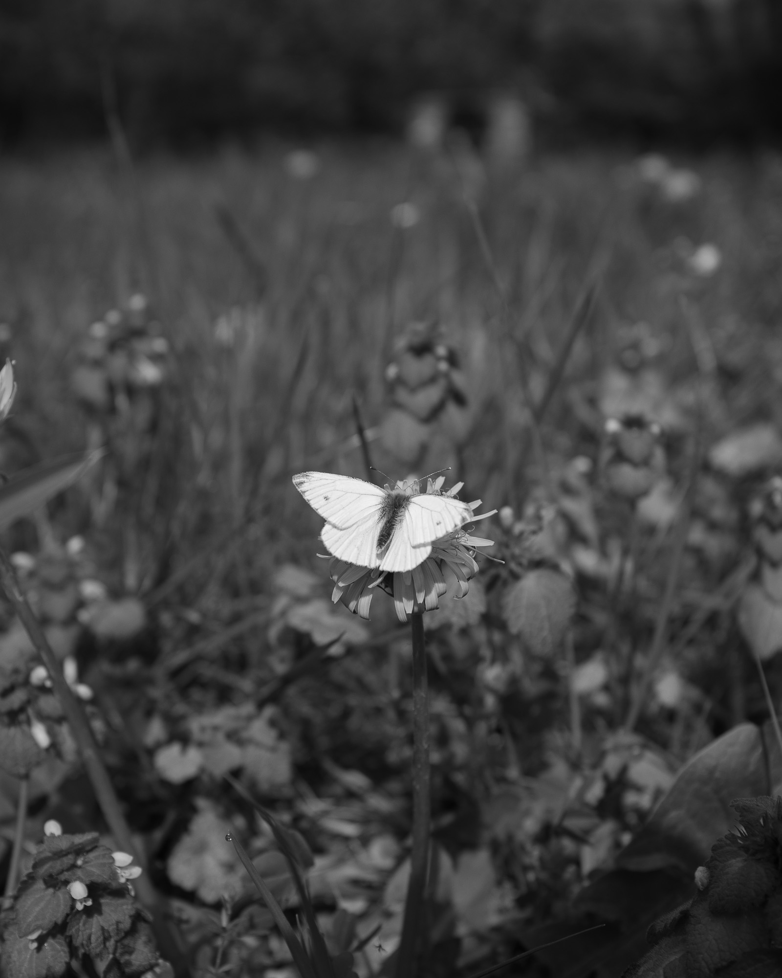 O que canto, aínda resiste 11